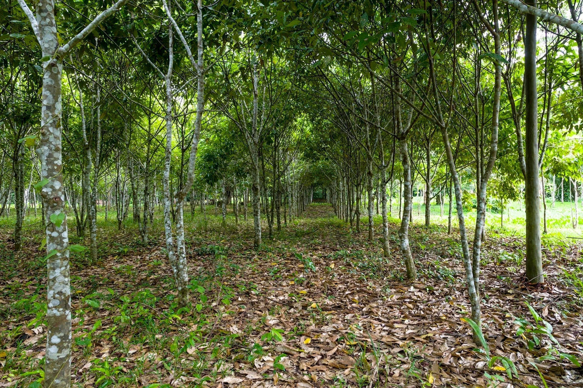 Moena trees grove in the wild