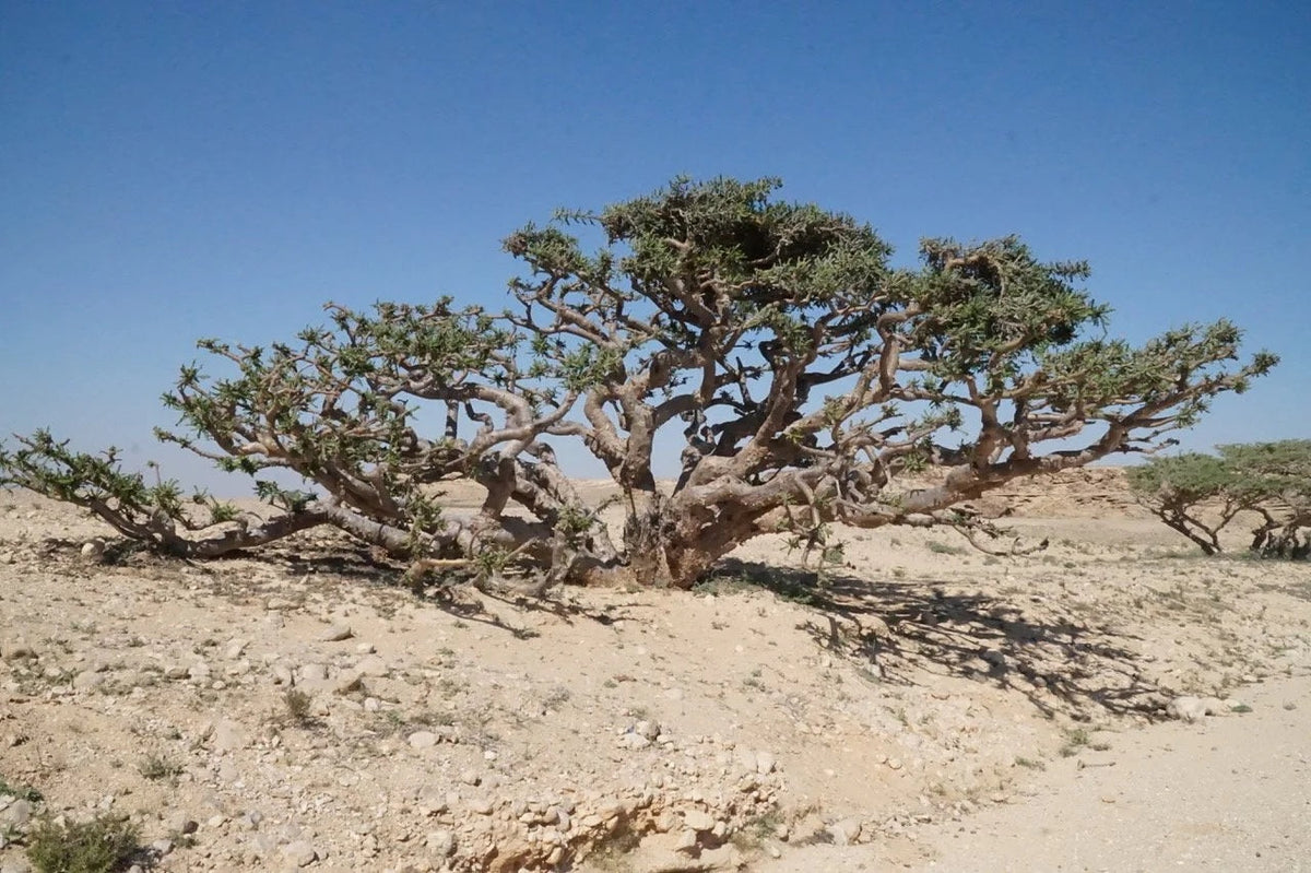 Boswellia sacra tree in a dry landscape