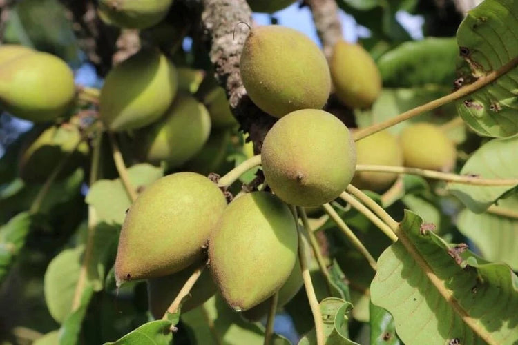 Shea nuts on a tree branch