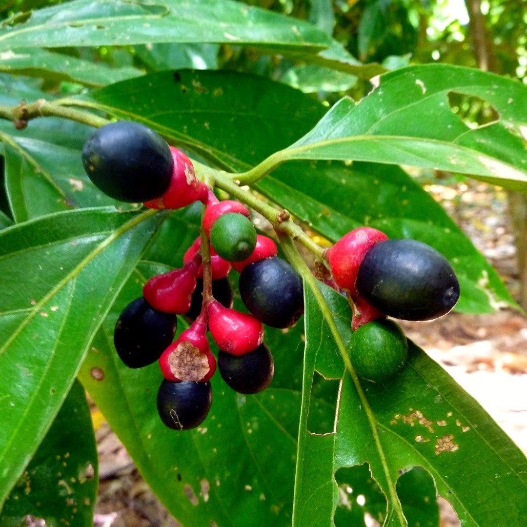 Close-up of berries with green leaves in a natural setting