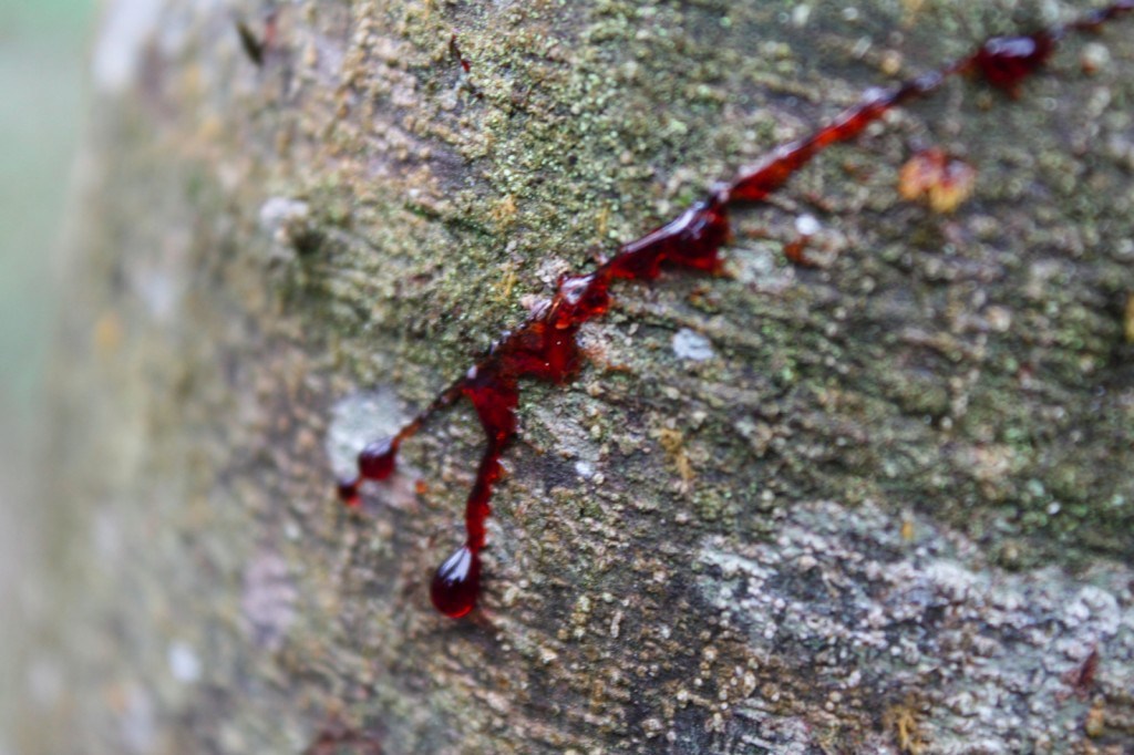 Red Sangre de Grado droplet on a textured bark surface