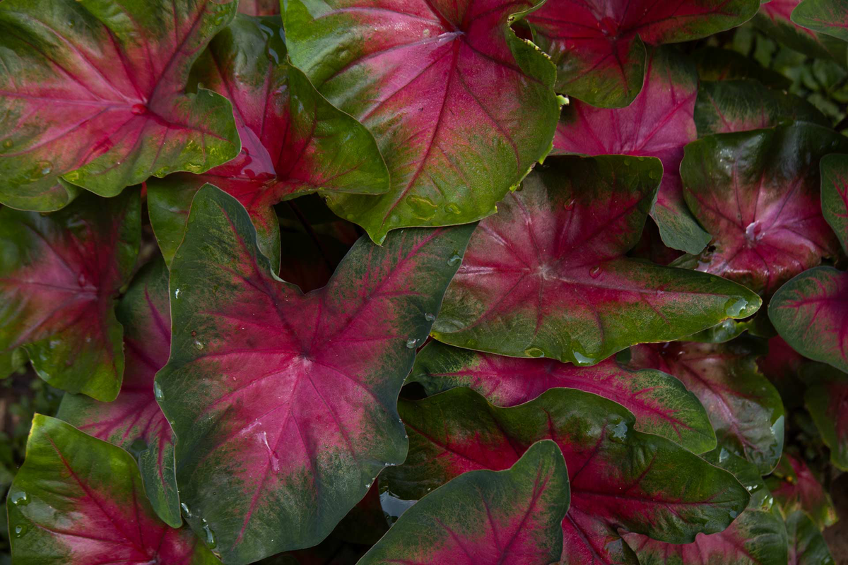 Closeup of green and dark pink plant leaves
