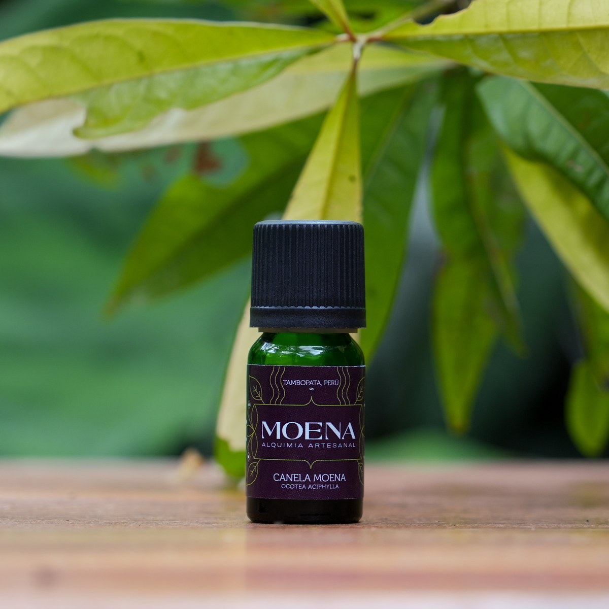 Small bottle of Cinnamon Moena Essential Oil - Canela Moena essential oil with green leaves in the background