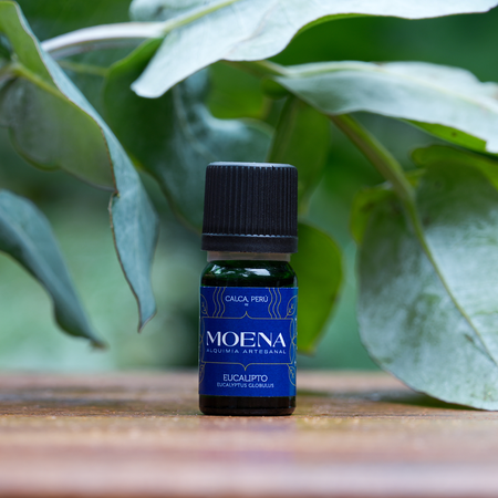 Small bottle of Moena Eucalyptus Essential Oil - Eucalipto essential oil with green leaves in the background