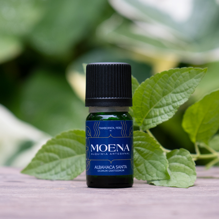 Bottle of Holy Basil Essential Oil - Albahaca Santa with green leaves in the background