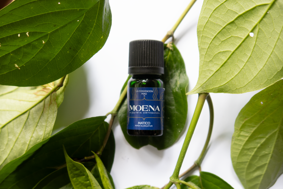 Matico Essential Oil - Piper Elongatum