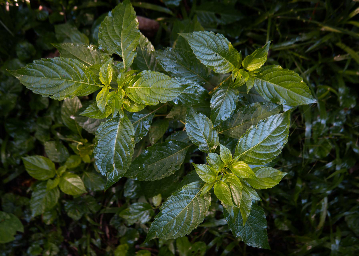 Close-up of green leaves with a dark background