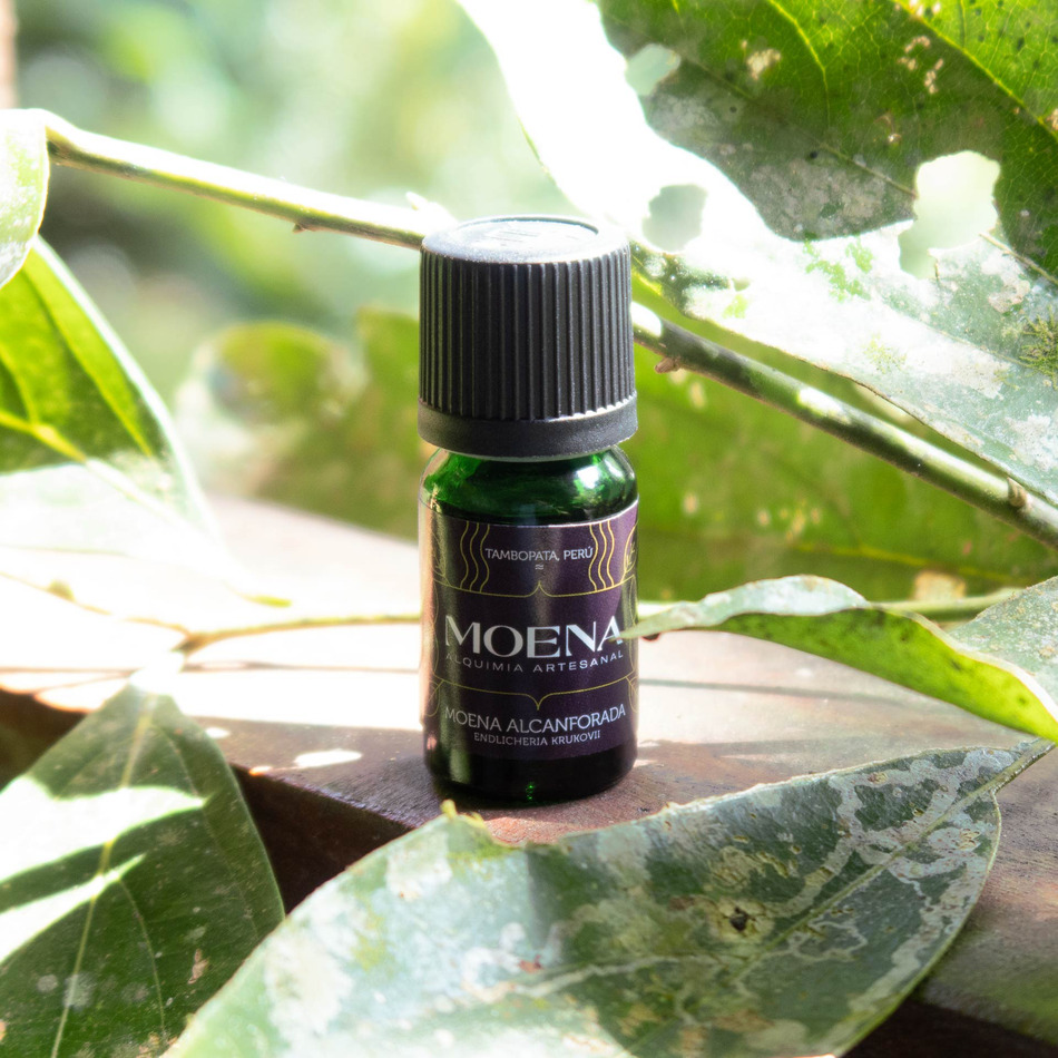 Bottle of Moena Alcanforada Essential Oil surrounded by green leaves
